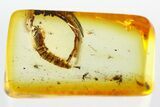 Fossil Wood Gnat Pupa (Anisopodidae) in Baltic Amber - Rare! #310967-1